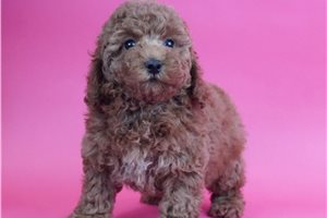 Rosemary - Poodle, Miniature for sale