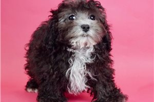 Oreo - Poodle, Miniature for sale