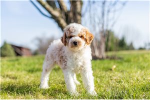 Bon - Poodle, Miniature for sale