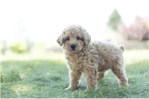MacKinley - Poodle, Miniature for sale