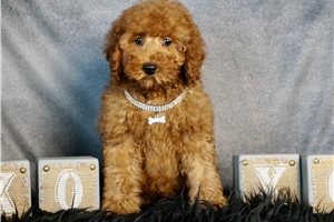 Richard - Miniature Poodle for sale