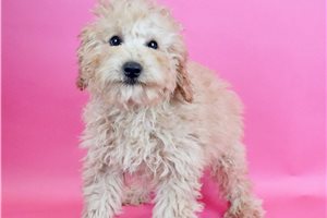 Charlie - Poodle, Miniature for sale