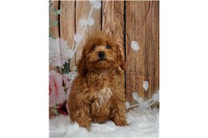 Fran - Poodle, Miniature for sale