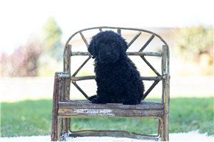 Missy - Poodle, Miniature for sale