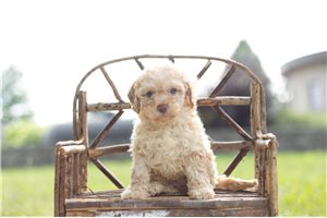Panini - Miniature Poodle for sale