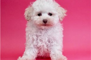 Glitter - Poodle, Miniature for sale