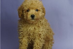 Pheobe - Poodle, Miniature for sale