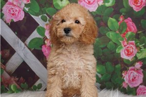 Boki - Poodle, Miniature for sale