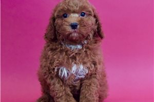 Bowser - Poodle, Miniature for sale