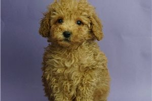 Summer - Poodle, Miniature for sale