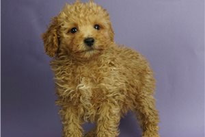 Blondie - Poodle, Miniature for sale
