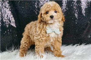 Henry - Poodle, Toy for sale