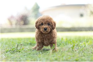 Scotty - Miniature Poodle for sale