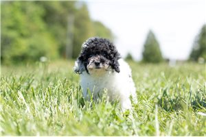 Miss Stormi - Poodle, Toy for sale