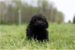 Oni - Poodle, Toy for sale