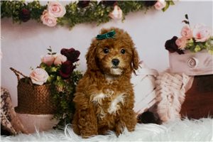 Waverly - Toy Poodle for sale