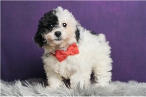 Tyson - Poodle, Miniature for sale