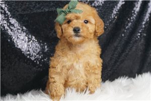 Avery - Miniature Poodle for sale