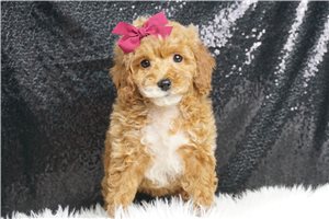 Katherine - Miniature Poodle for sale