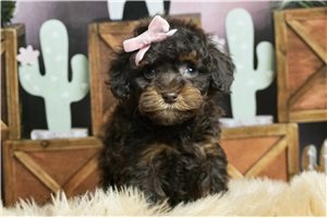 Kinsley - Poodle, Toy for sale