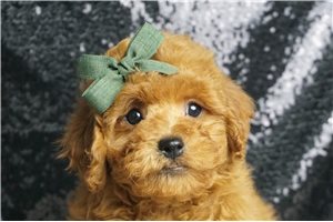 Beckett - Miniature Poodle for sale