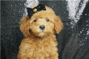 Alfie - Toy Poodle for sale