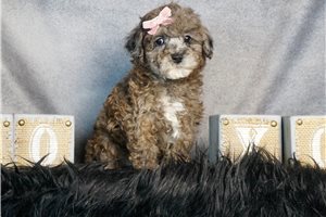 Roxanne - Toy Poodle for sale