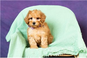 Alonzo - Toy Poodle for sale