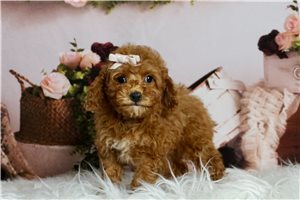 Whitely - Toy Poodle for sale