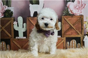 North - Poodle, Toy for sale