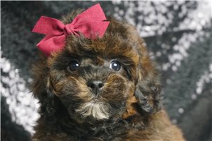 Bianca - Poodle, Miniature for sale