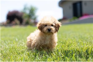 Miss Rudy - Poodle, Toy for sale