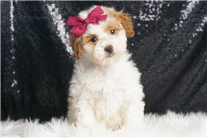 Bethany - Poodle, Miniature for sale