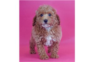 Dreamer - Poodle, Toy for sale