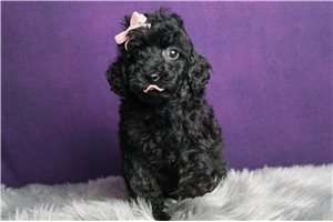 Tonya - Poodle, Miniature for sale