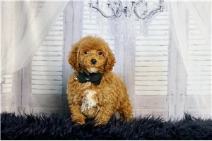 Marco - Poodle, Toy for sale