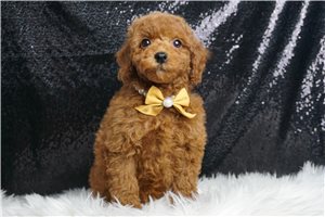 Kevin - Poodle, Miniature for sale