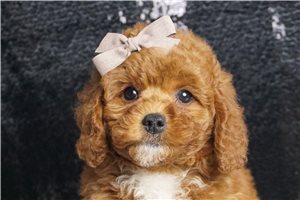 Dream - Miniature Poodle for sale
