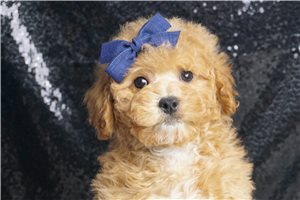 Bryan - Miniature Poodle for sale