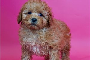 Babydoll - Poodle, Toy for sale