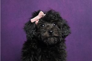 Twilight - Poodle, Miniature for sale