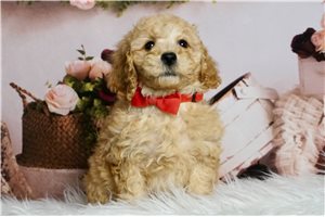 Arthur - Poodle, Miniature for sale