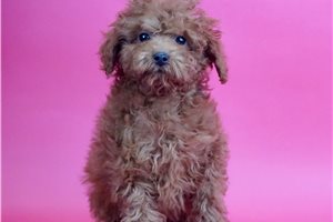 Red - Poodle, Toy for sale