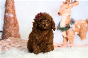 Catalina - Poodle, Toy for sale