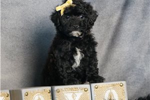 Rita - Poodle, Toy for sale