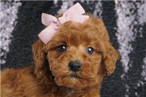 Treasure - Poodle, Toy for sale