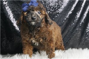 Bryce - Poodle, Miniature for sale
