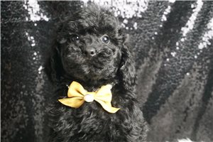 Scarlett - Poodle, Toy for sale