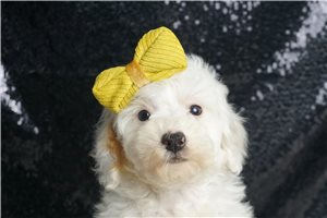 Anthony - Miniature Poodle for sale