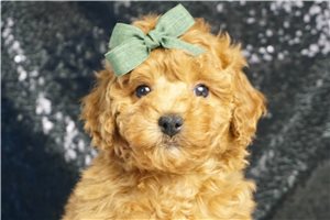 Caleb - Poodle, Toy for sale